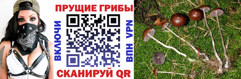 Псилоцибиновые грибы Psilocybe  Мыски 
